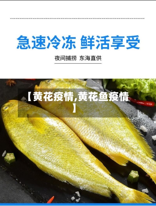 【黄花疫情,黄花鱼疫情】