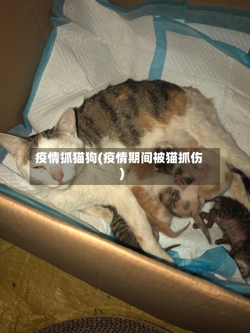 疫情抓猫狗(疫情期间被猫抓伤)