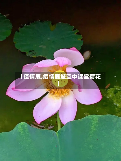 【疫情鹿,疫情鹿城空中课堂荷花】